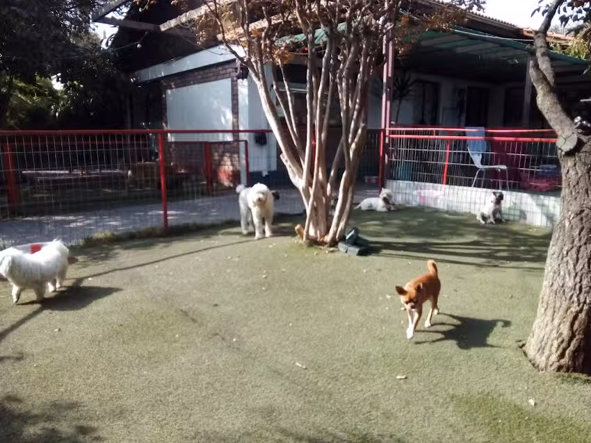 Hotel Pet Resort Santiago
