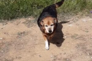 Integrapet Cremaci&oacute;n de Mascotas