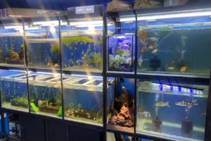 ISA Ingenier&iacute;a Sustentable Acu&aacute;tica