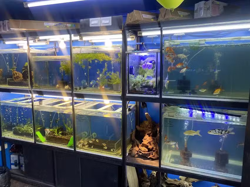 ISA Ingenier&iacute;a Sustentable Acu&aacute;tica