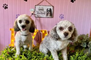 KyM peluquer&iacute;a canina