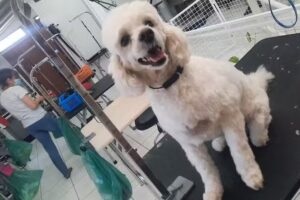 La Casa del Peluquero Canino