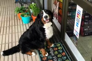 Livet Centro M&eacute;dico Veterinario