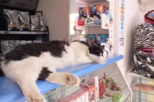 Los Olivos Clínica & Farmacia