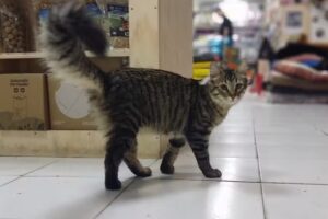 LOS REGALONES PET SHOP