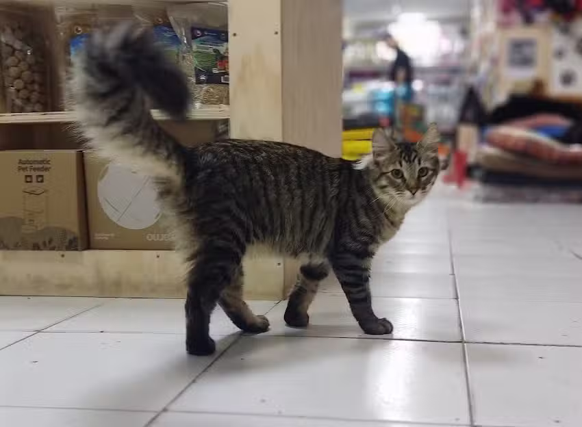 LOS REGALONES PET SHOP