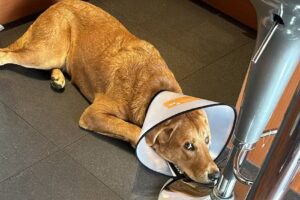 MascoShop Las Condes