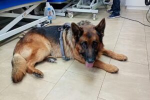 Mascotas Providencia