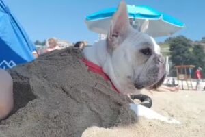 Mascotas Re&ntilde;aca