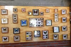 Mascotas Tuc&aacute;n