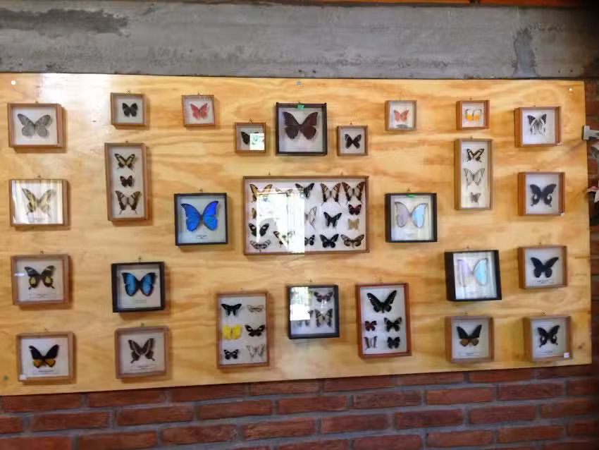 Mascotas Tuc&aacute;n