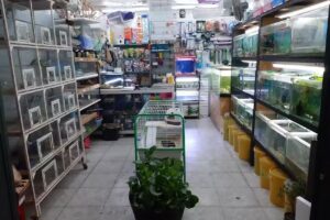 Mascotienda regalones y traviezos