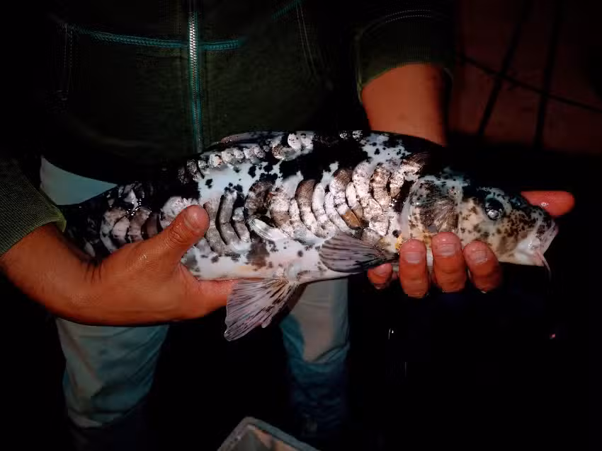 MI JARD&Iacute;N ACU&Aacute;TICO construcci&oacute;n / paisajismo estanques.