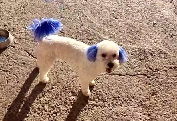 Motitas Peluquer&iacute;a Canina y Felina