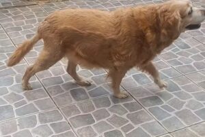 Neurocentro Veterinario