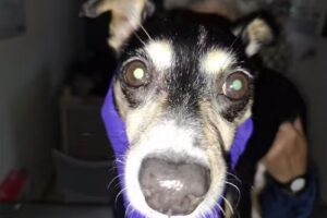 NEUROLOGIA VETERINARIA (a domicilio)