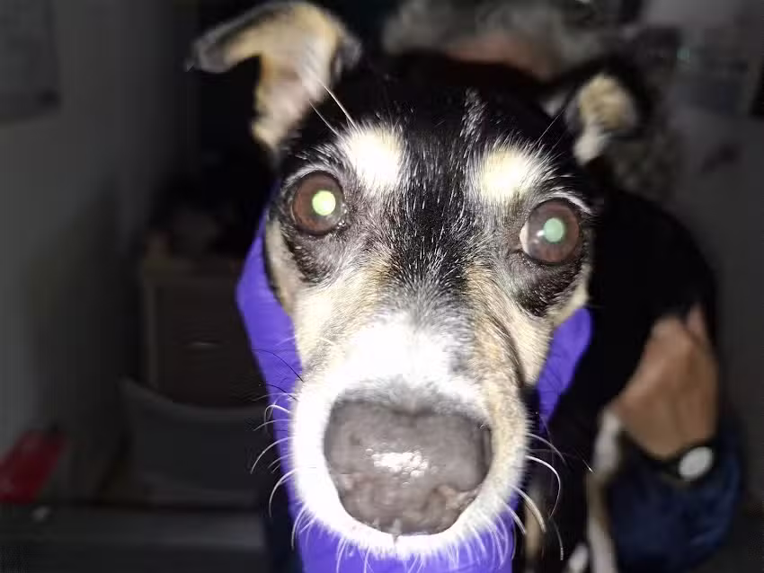 NEUROLOGIA VETERINARIA (a domicilio)