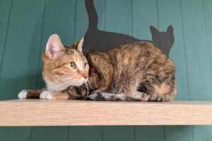 Odontología Veterinaria Chile