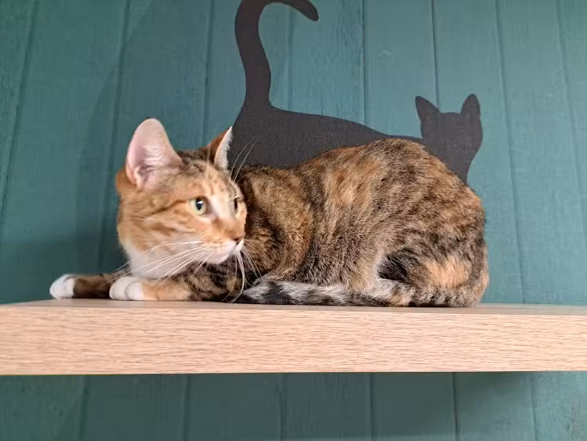 Odontolog&iacute;a Veterinaria Chile