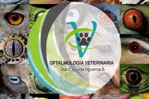 Oftalmologia Veterinaria Vet Bailly