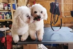 Patitas de Oso Peluquer&iacute;a Canina