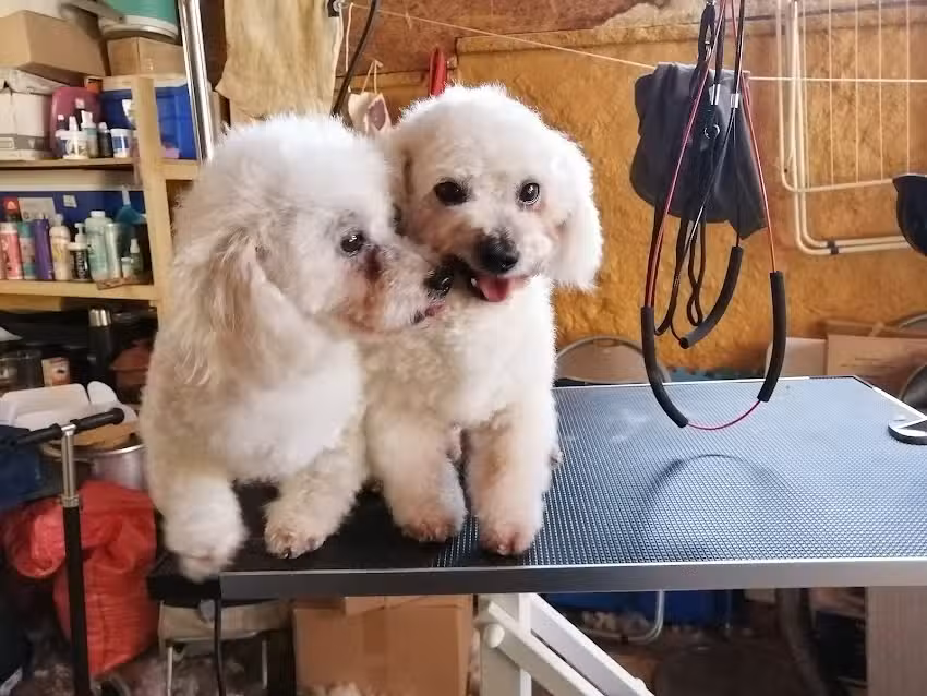 Patitas de Oso Peluquer&iacute;a Canina