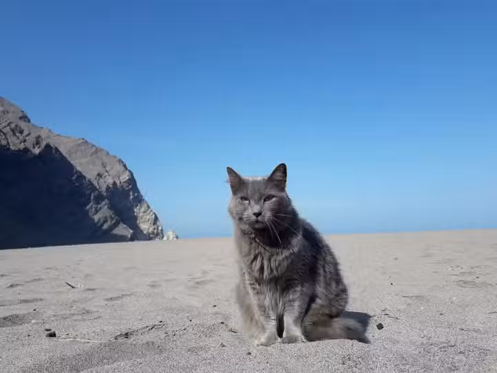 Patitas Eternas Crematorio de Mascotas Arica
