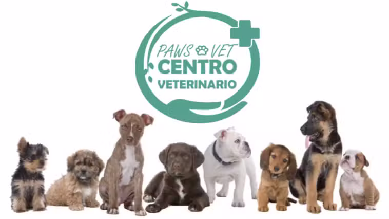 Paws Vet Hospital Veterinario