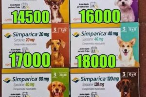 PAWYN CASTA&Ntilde;O PETS