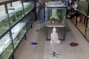 Peces agua fria batuco