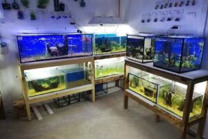 Peces y Acuarios Rodriguez JC