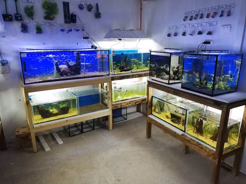 Peces y Acuarios Rodriguez JC