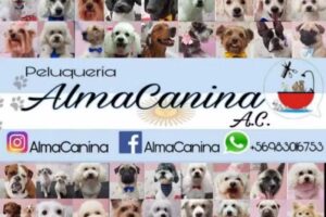 Peluquer&iacute;a Alma Canina