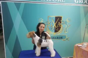 Peluquería Canina Coquetoscan