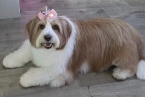 Peluqueria Canina Dakota