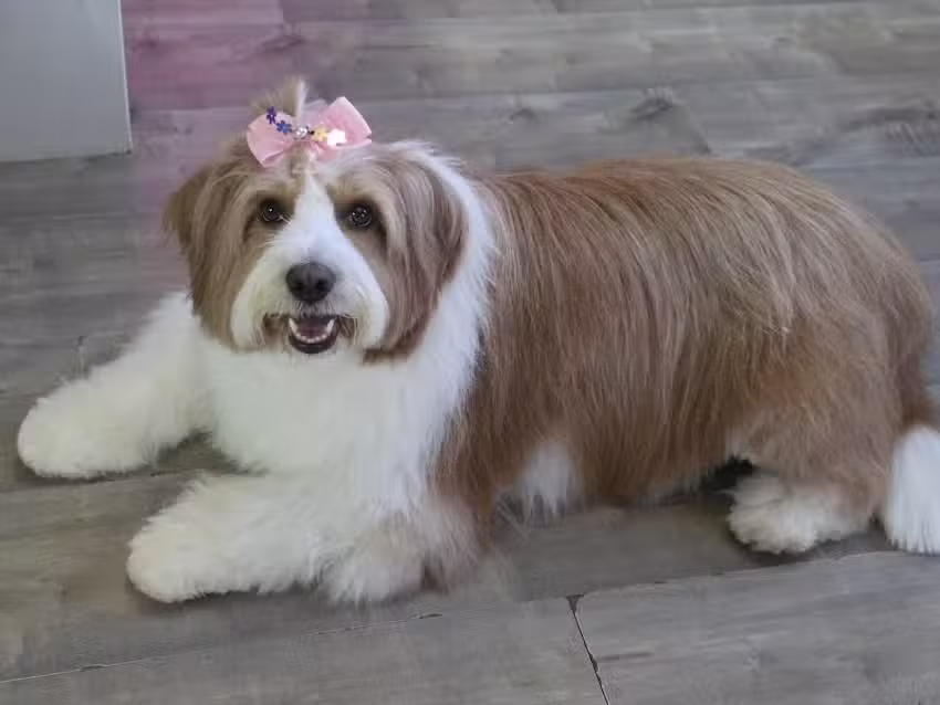 Peluqueria Canina Dakota