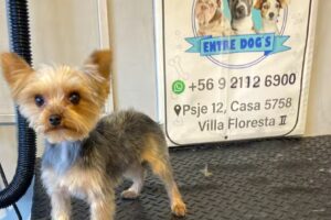 Peluqueria canina entre dogs