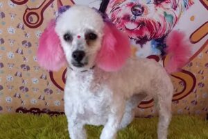 Peluqueria canina goss
