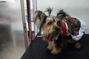 Peluquer&iacute;a canina Linares