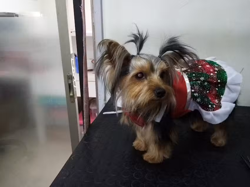 Peluquer&iacute;a canina Linares