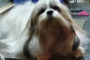 Peluquería Canina Llaillay “Corte y estilo”