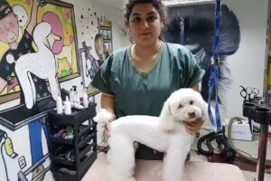 Peluqueria Canina OhMyGuauu