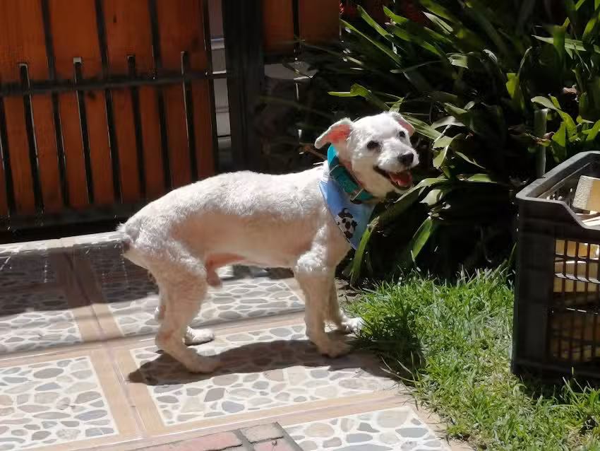 Peluqueria canina & Petshop &ldquo;Nieblita style&rdquo;