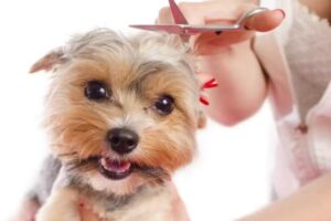 Peluqueria Canina Tongoy Guanaqueros