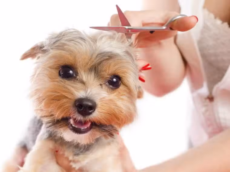 Peluqueria Canina Tongoy Guanaqueros