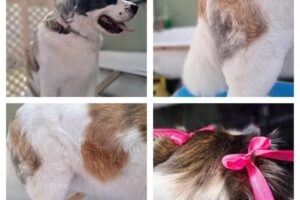 Peluqueria canina y pet shop Ositos