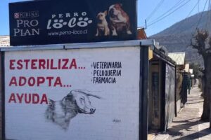 PERRO LOCO SAN LORENZO