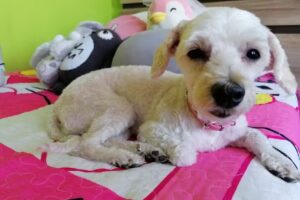 Pet Happy Mall Paseo Quil&iacute;n