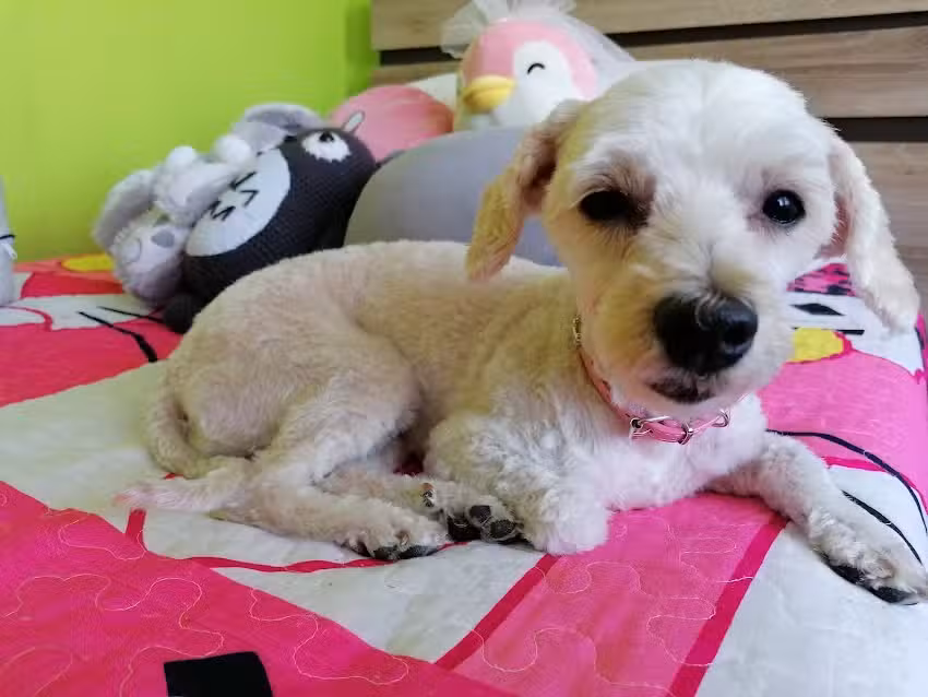 Pet Happy Mall Paseo Quil&iacute;n