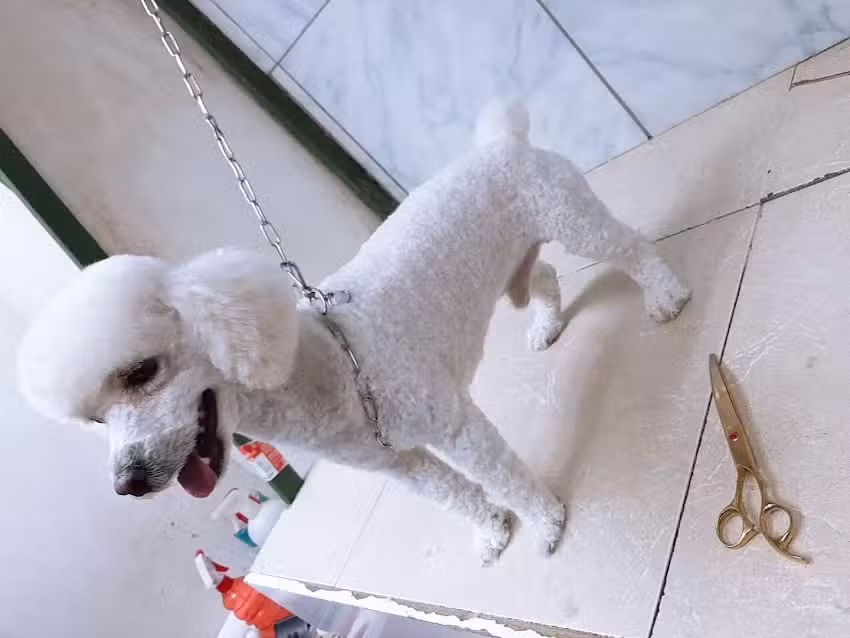 Pet Shop PELUQUERIA CANINA